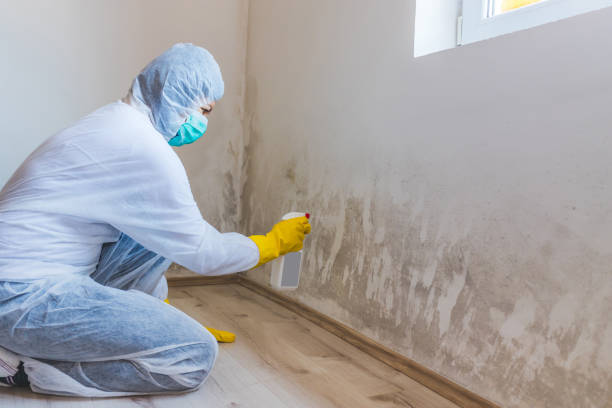 Licensed Mold Testing service in Central City, IL - WQB Mold Removal